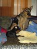 Deutscher Schäferhund Foto: Hera v.d. schilfmühle geboren 4.7.2005 gestorben am 6.7.2006 wegen schwerem HD haben wir uns trennen müssen! (ID 33113) Deutscher Schäferhund Hund