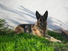 Deutscher Schäferhund Foto: Unsere Blanka - möge sie in Frieden ruh´n. (ID 28523) Deutscher Schäferhund Hund