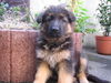 Deutscher Schäferhund Foto: Baron von Heraldi mit 8 wochen (ID 28503) Deutscher Schäferhund Hund
