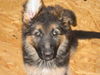 Deutscher Schäferhund Foto: Bajana mit 10 Wochen (ID 28505) Deutscher Schäferhund Hund