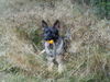 Deutscher Schäferhund Foto: Cita vom Haus Nixdorf (ID 27681) Deutscher Schäferhund Hund