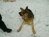 Deutscher Schäferhund Foto: Ferros - 2 Jahre (ID 11008) Deutscher Schäferhund Hund