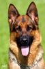 Deutscher Schäferhund Foto: Califf vom Hause Höld Infos unter: www.die-hundeschule.at.tt (ID 28402) Deutscher Schäferhund Hund