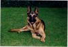Deutscher Schäferhund Foto: Lieb und Treu - CARLO (ID 14358) Deutscher Schäferhund Hund