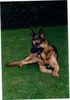 Deutscher Schäferhund Foto (ID 14427) Deutscher Schäferhund Hund