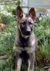 Deutscher Schäferhund Hund