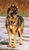 Deutscher Schäferhund Hund