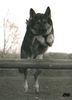 Deutscher Schäferhund Hund