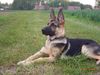 Deutscher Schäferhund Foto: Unser Liebling (ID 16325) Deutscher Schäferhund Hund