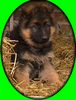 Deutscher Schäferhund Foto: Comet v. d. Germanen (8 Wo.) (ID 16031) Deutscher Schäferhund Hund