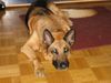 Deutscher Schäferhund Foto: Conan 10.12.1995 - 20.12.2006 (ID 37664) Deutscher Schäferhund Hund