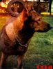 Deutscher Schäferhund Foto: Cora! Nach 15 Jahren bist du von uns gegangen. Ich werde dich nie vergessen! (ID 33969) Deutscher Schäferhund Hund