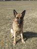 Deutscher Schäferhund Foto: Calla vom Innhof (ID 2788) Deutscher Schäferhund Hund
