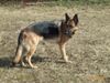 Deutscher Schäferhund Foto: Calla vom Innhof (ID 2786) Deutscher Schäferhund Hund