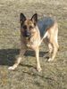 Deutscher Schäferhund Foto: Calla vom Innhof (ID 2787) Deutscher Schäferhund Hund
