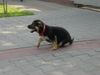 Deutscher Schäferhund Foto: Asti (ID 13626) Deutscher Schäferhund Hund