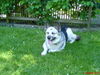Deutscher Schäferhund Foto: Ayka (Huski,Schäferhund mix) 7 Jahre alt (ID 29258) Deutscher Schäferhund Hund