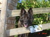 Deutscher Schäferhund Foto: Ein wachsamer Hausgenosse--CARA! (ID 28495) Deutscher Schäferhund Hund