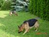 Deutscher Schäferhund Foto: rih und buck im garten (ID 4609) Deutscher Schäferhund Hund
