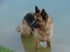 Deutscher Schäferhund Foto: Jerry Lee: Eigentlich sollte ich ein Seehund werden, denn Wasser ist mein Element! (ID 33971) Deutscher Schäferhund Hund