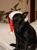 Deutscher Schäferhund Foto: Rocko macht den Weihnachtshund (ID 37798) Deutscher Schäferhund Hund