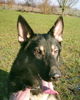 Deutscher Schäferhund Foto: Josef vom Klostersee (ID 28915) Deutscher Schäferhund Hund