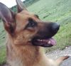 Deutscher Schäferhund Foto: Meine Jesi.Bin ganz stolz auf meine Hündin. (ID 39204) Deutscher Schäferhund Hund