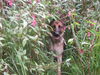 Deutscher Schäferhund Foto: Biene ca.1 Jahr (ID 36595) Deutscher Schäferhund Hund
