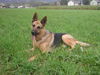 Deutscher Schäferhund Foto: Bienes bester Freund Hari (ID 36597) Deutscher Schäferhund Hund