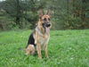 Deutscher Schäferhund Foto: Meine süße Biene (ID 36598) Deutscher Schäferhund Hund