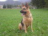 Deutscher Schäferhund Foto: Haras 9 Jahre (ID 36600) Deutscher Schäferhund Hund