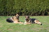 Deutscher Schäferhund Foto: Meine zwei Großen: Jerry Lee & Wolf's Quenna (ID 33977) Deutscher Schäferhund Hund