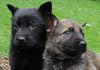Deutscher Schäferhund Foto: Welpen von (ID 45085) Deutscher Schäferhund Hund
