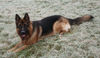 Deutscher Schäferhund Foto: Der erst Frost 2005, Bexter mittendrin (ID 26940) Deutscher Schäferhund Hund