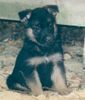Deutscher Schäferhund Foto: Diddl v. d. Germanen (7 Wo.) (ID 16030) Deutscher Schäferhund Hund