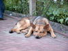Deutscher Schäferhund Foto: Drago I (ID 26616) Deutscher Schäferhund Hund