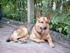 Deutscher Schäferhund Foto: Drago II (ID 26617) Deutscher Schäferhund Hund