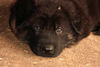 Deutscher Schäferhund Foto: Duke von der Hettlingshöhe 5 Wochen (ID 32399) Deutscher Schäferhund Hund