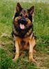 Deutscher Schäferhund Foto: Asta war (ID 6535) Deutscher Schäferhund Hund