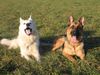 Deutscher Schäferhund Foto: Biene und enox (ID 36599) Deutscher Schäferhund Hund