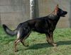 Deutscher Schäferhund Foto: Enzo (du Domaine de Chôdes) (ID 37652) Deutscher Schäferhund Hund