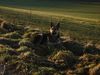 Deutscher Schäferhund Foto: meine Ricci vom Schloß Richthof mit 10 Monaten (ID 18294) Deutscher Schäferhund Hund