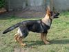 Deutscher Schäferhund Foto: Fosco (du Domaine de Chôdes) (ID 37653) Deutscher Schäferhund Hund