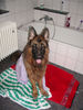 Deutscher Schäferhund Foto: Baden muss auch mal sein... (ID 27498) Deutscher Schäferhund Hund
