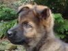Deutscher Schäferhund Foto: Franko du Domaine de Chodes (ID 37224) Deutscher Schäferhund Hund