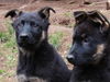 Deutscher Schäferhund Foto: Flinn & Farouk du Domaine de Chodes (ID 37225) Deutscher Schäferhund Hund