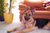 Deutscher Schäferhund Foto: Bald gibt es Geschenke.... (ID 27620) Deutscher Schäferhund Hund
