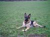 Deutscher Schäferhund Foto: Das ist meine Troya (ID 31959) Deutscher Schäferhund Hund