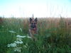 Deutscher Schäferhund Foto: Der Hacky (ID 29682) Deutscher Schäferhund Hund