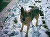 Deutscher Schäferhund Foto: Drago III (ID 26618) Deutscher Schäferhund Hund